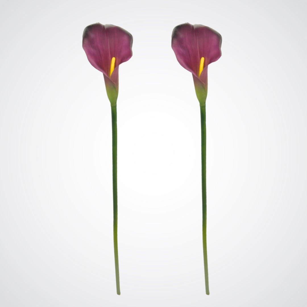 Purple Calla Lilies
