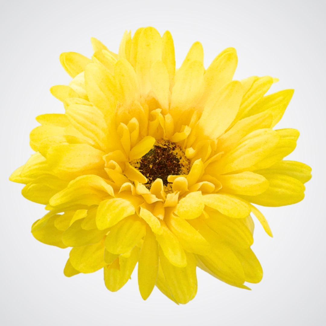 Yellow Artificial Gerbera Daisies