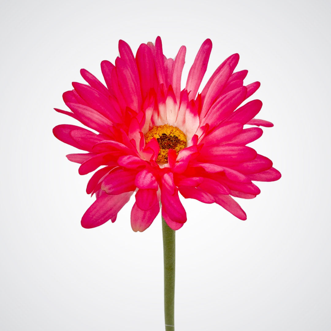 Fuchsia Artificial Gerbera Daisies