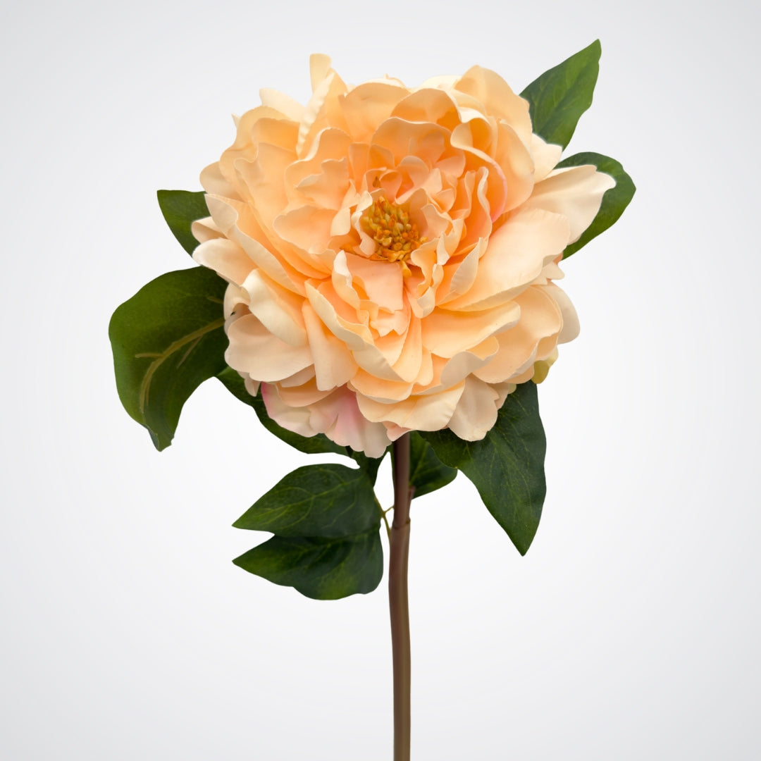 Single artificial flower Canada on white background. Front view of champagne-peach realistic artificial peony with Real Touch petals.