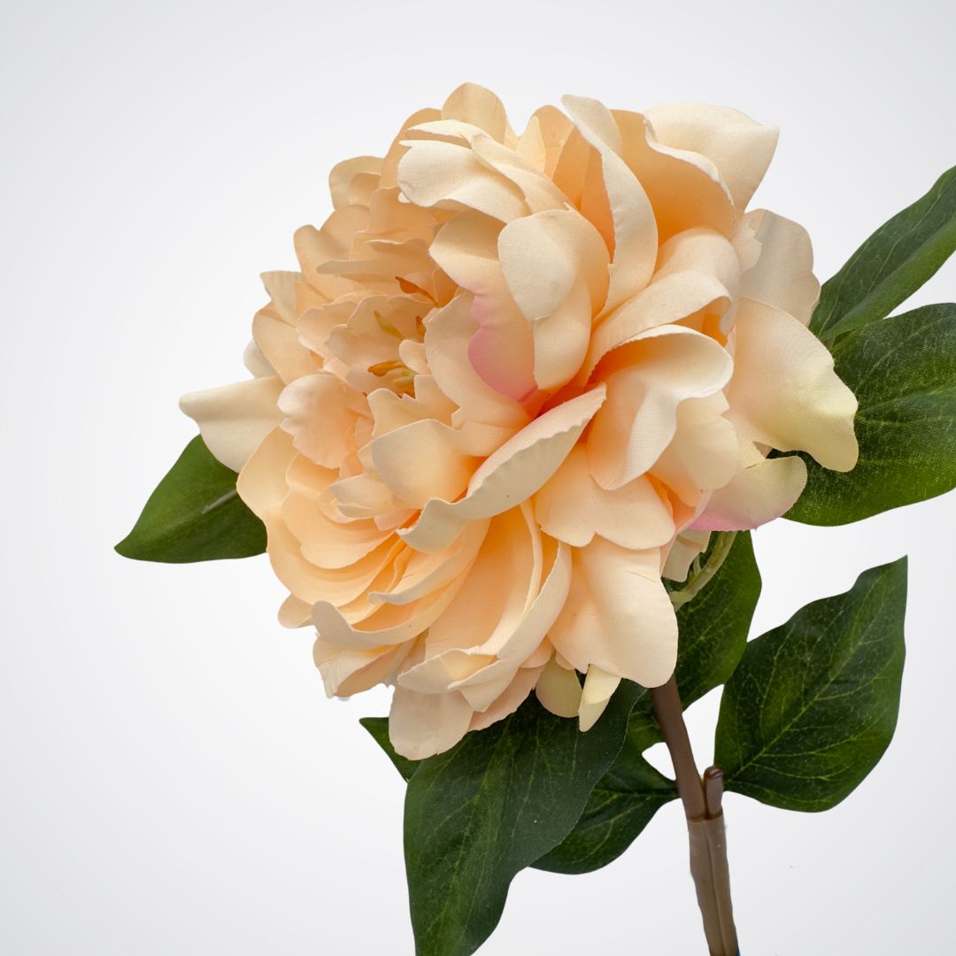Single artificial flower on white background. Close up side view of champagne-peach artificial peony with realistic Real Touch petals.