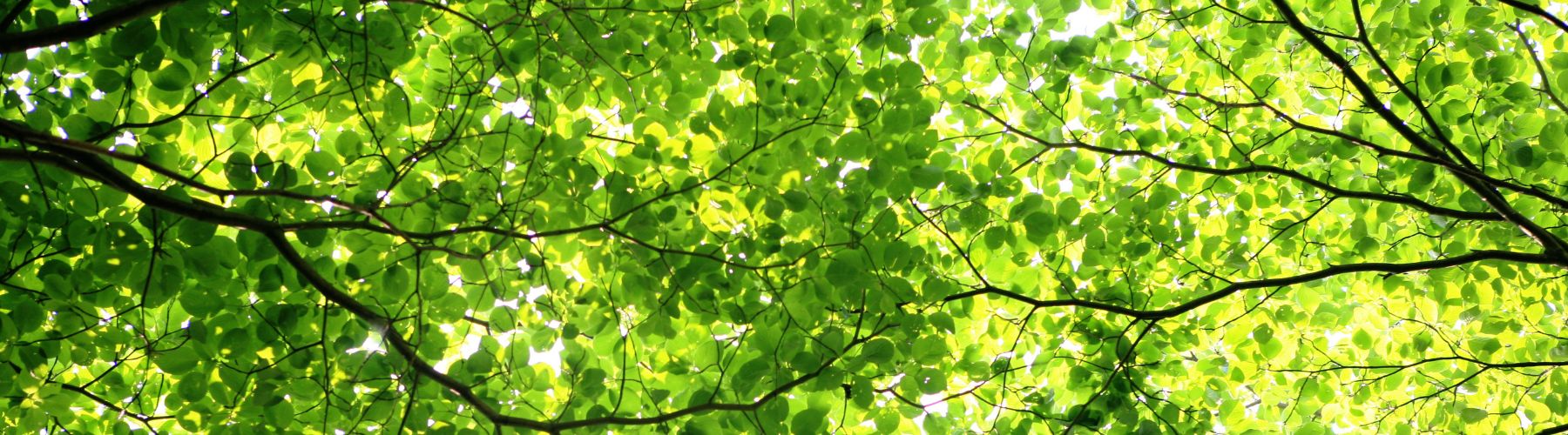 Photo of a green forest canopy to inspire artificial leaves by My Faux Florist Canada.