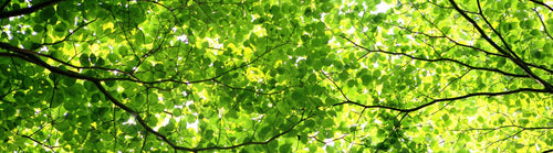 Photo of a green forest canopy to inspire artificial leaves by My Faux Florist Canada.