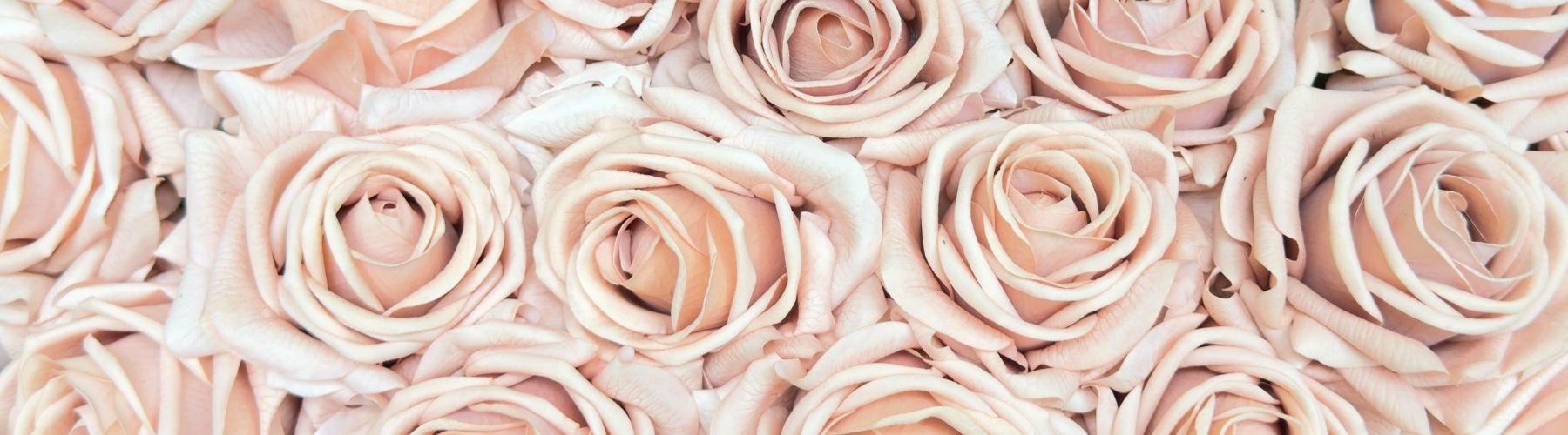 Pattern of antique pink fake roses with a soft focus effect and Real Touch petals by My Faux Florist artificial flowers Canada.