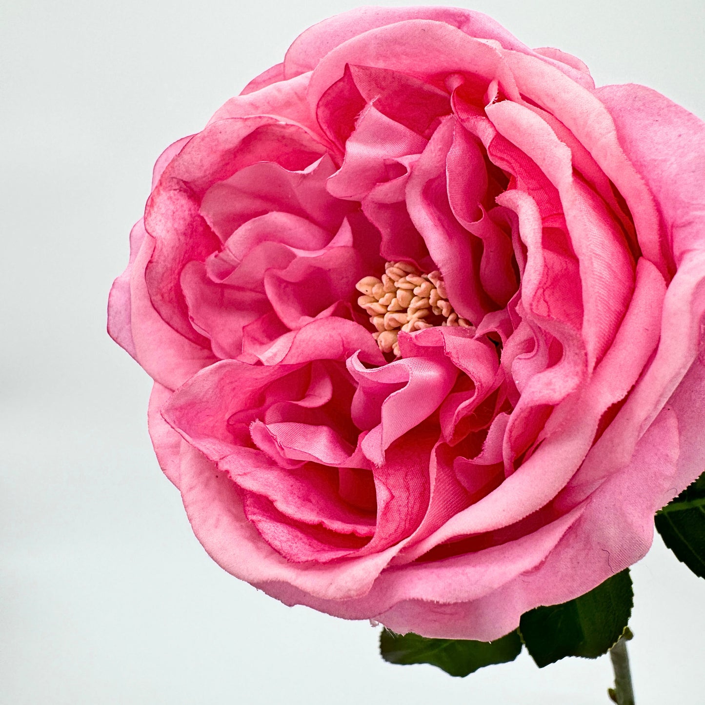 Close up view of the bloom head of an Austin style artificial rose in a deep pink colour with realistic Real Touch petals, from My Faux Florist artificial flowers Canada.