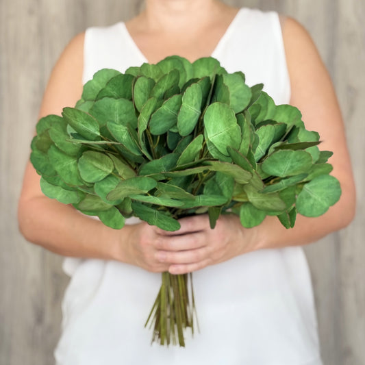A person holding a bunch of artificial silver dollar eucalyptus leaves.  Real Touch eucalyptus by My Faux Florist Canada.