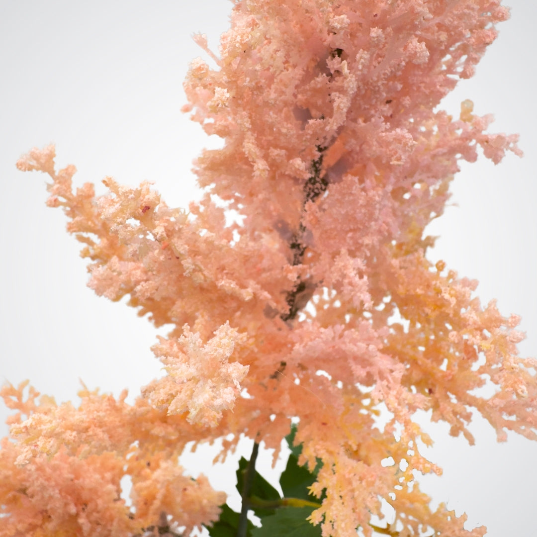 Coral Artificial Astilbe
