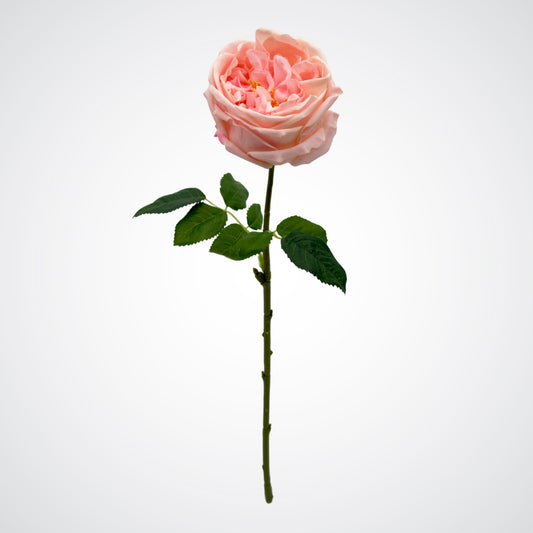 Pink Austin Rose