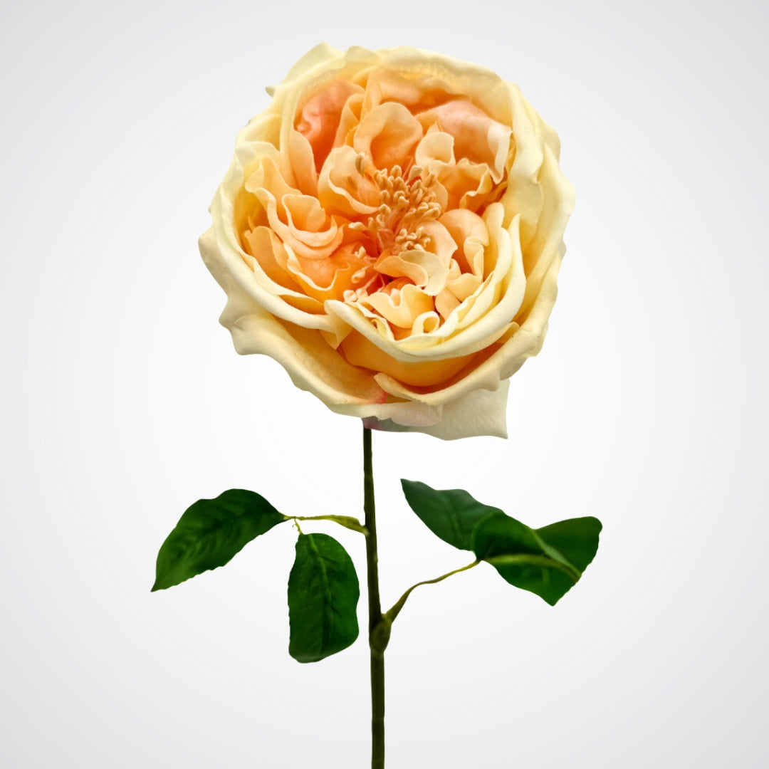 Austin style artificial rose in a champagne colour with realistic Real Touch petals, on a white background, from My Faux Florist artificial flowers Canada.