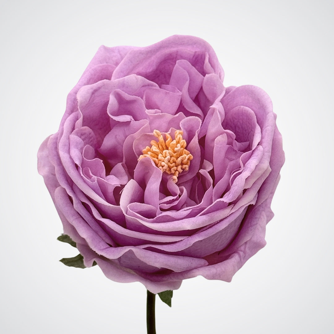 Close up bloom head on an Austin style artificial rose in a lilac lavender colour with realistic Real Touch petals, from My Faux Florist artificial flowers Canada.