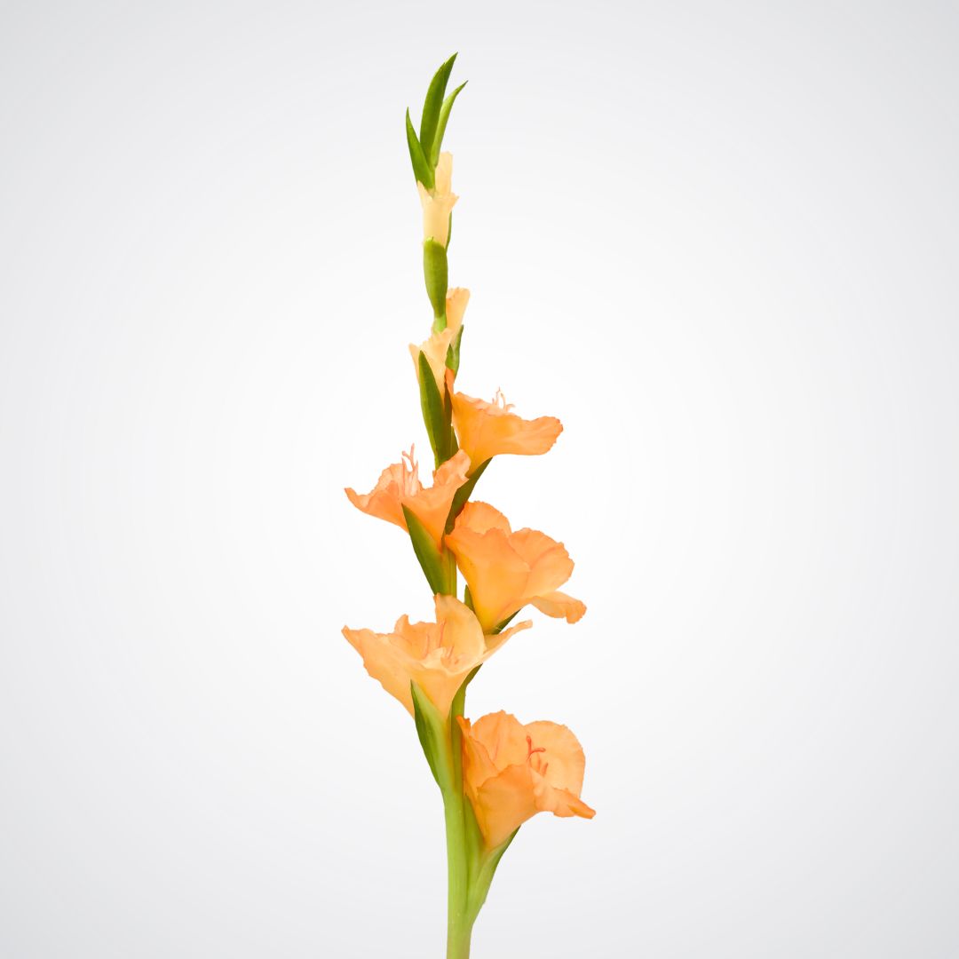 Peach Artificial Gladiolus