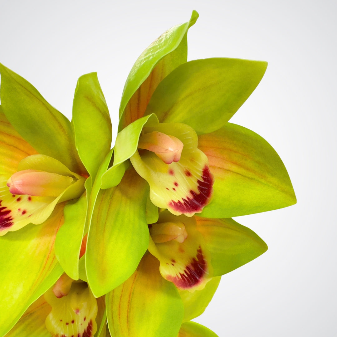 Close-up of green artificial orchids with red spots on a white background from My Faux Florist Canada