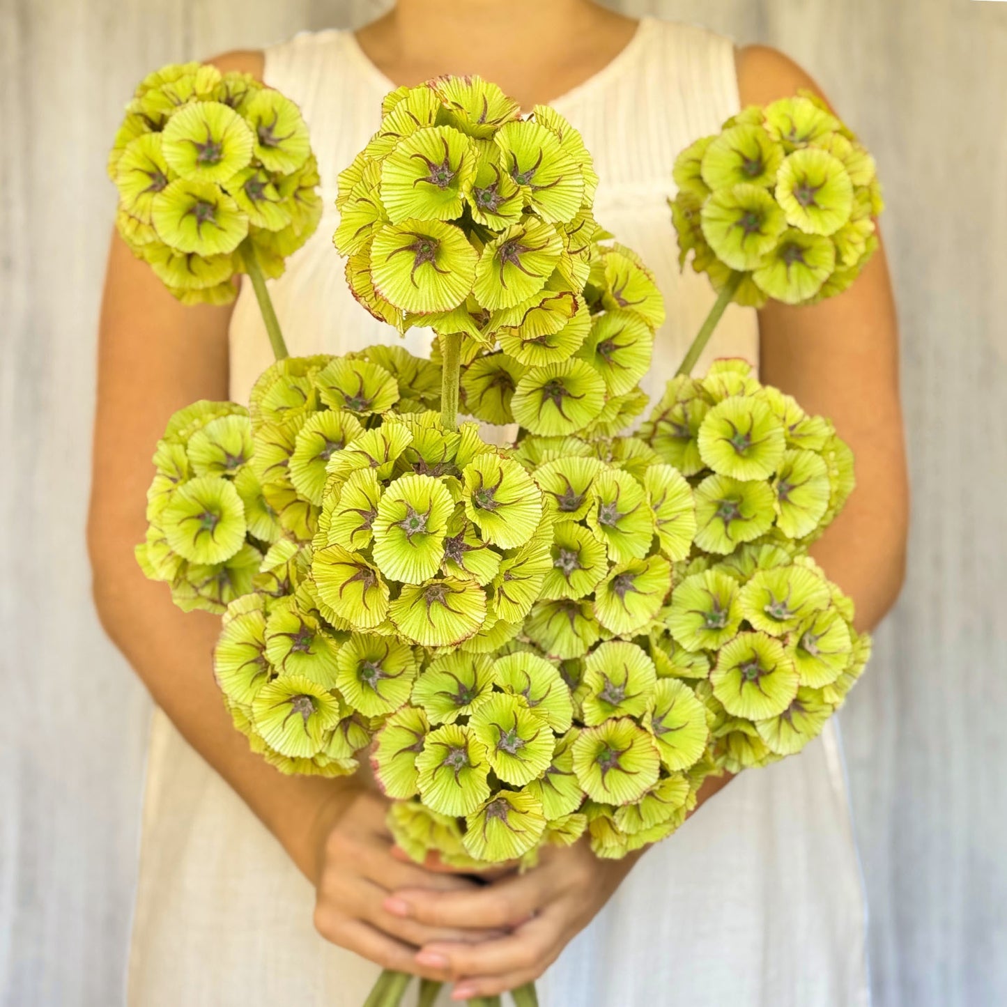 Artificial Scabiosa