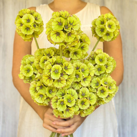 A person holding a bouquet of bright green artificial scabiosa flowers from My Faux Florist Canada.