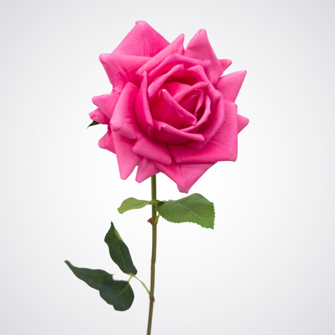 Single artificial flower on white background. Close view of realistic fuchsia pink artificial rose with realistic Real Touch bloom.