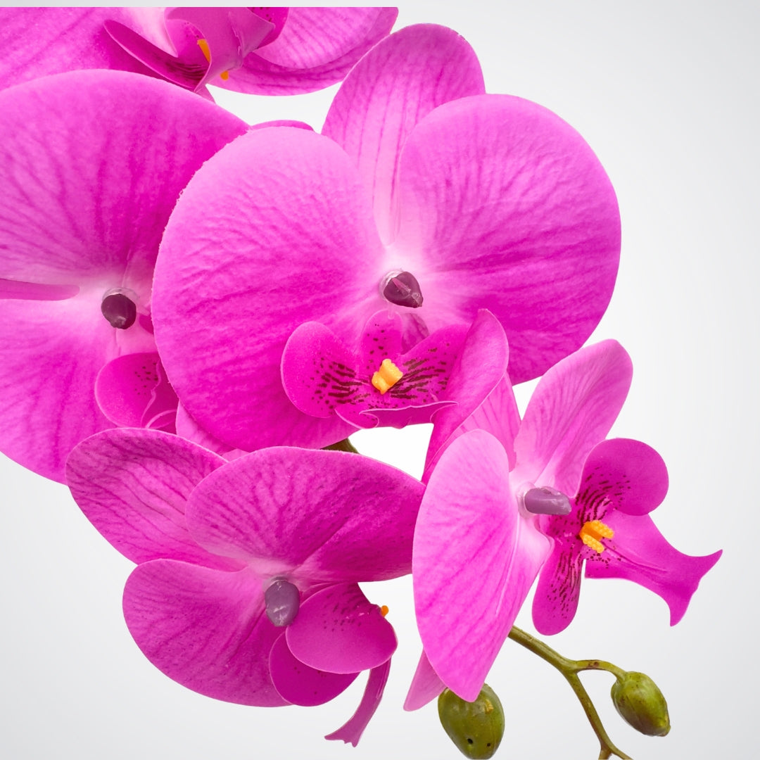 Fuchsia Orchid