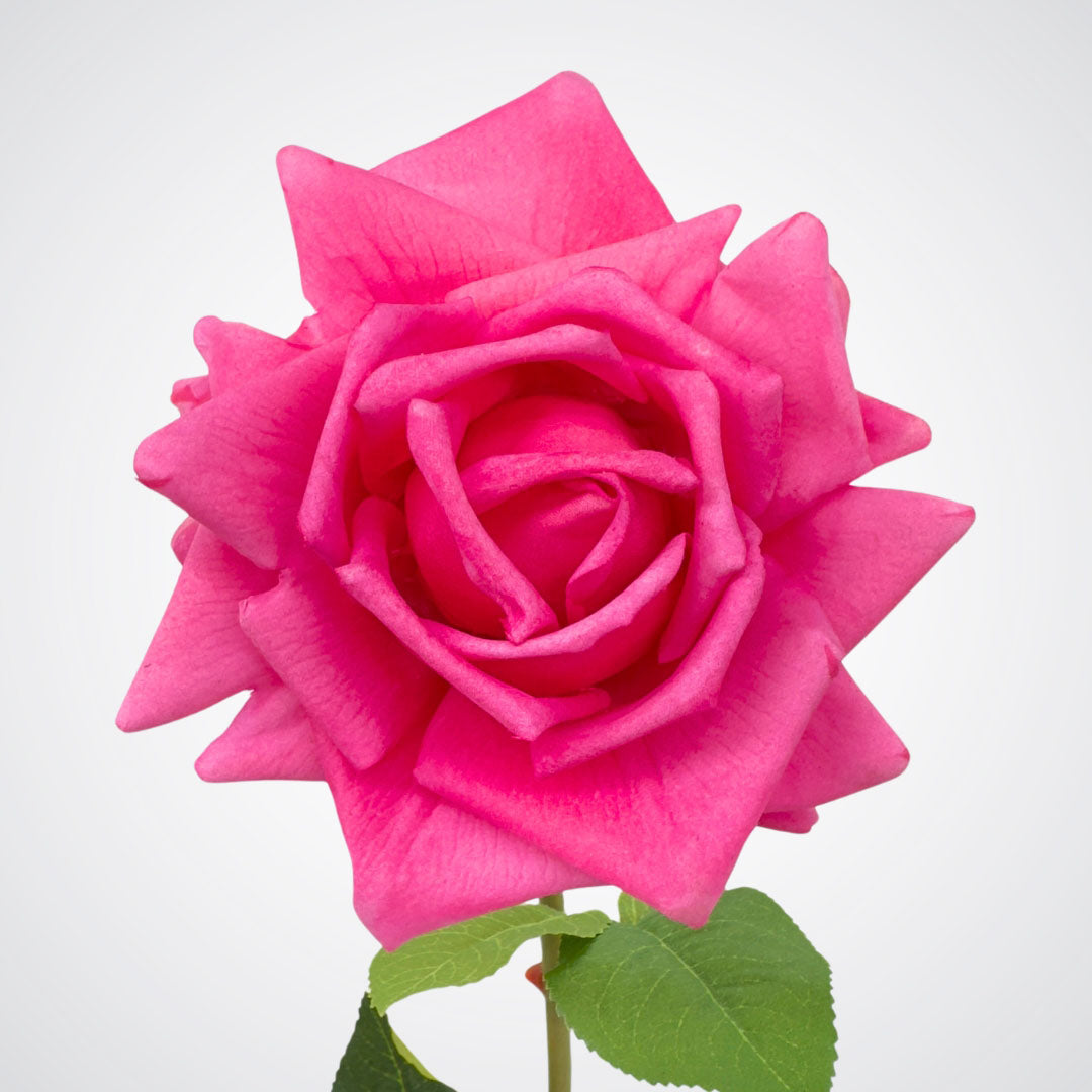 Single artificial flower on white background. Close-up view of realistic fuchsia pink artificial rose with realistic Real Touch bloom.