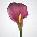 Wine Calla Lily