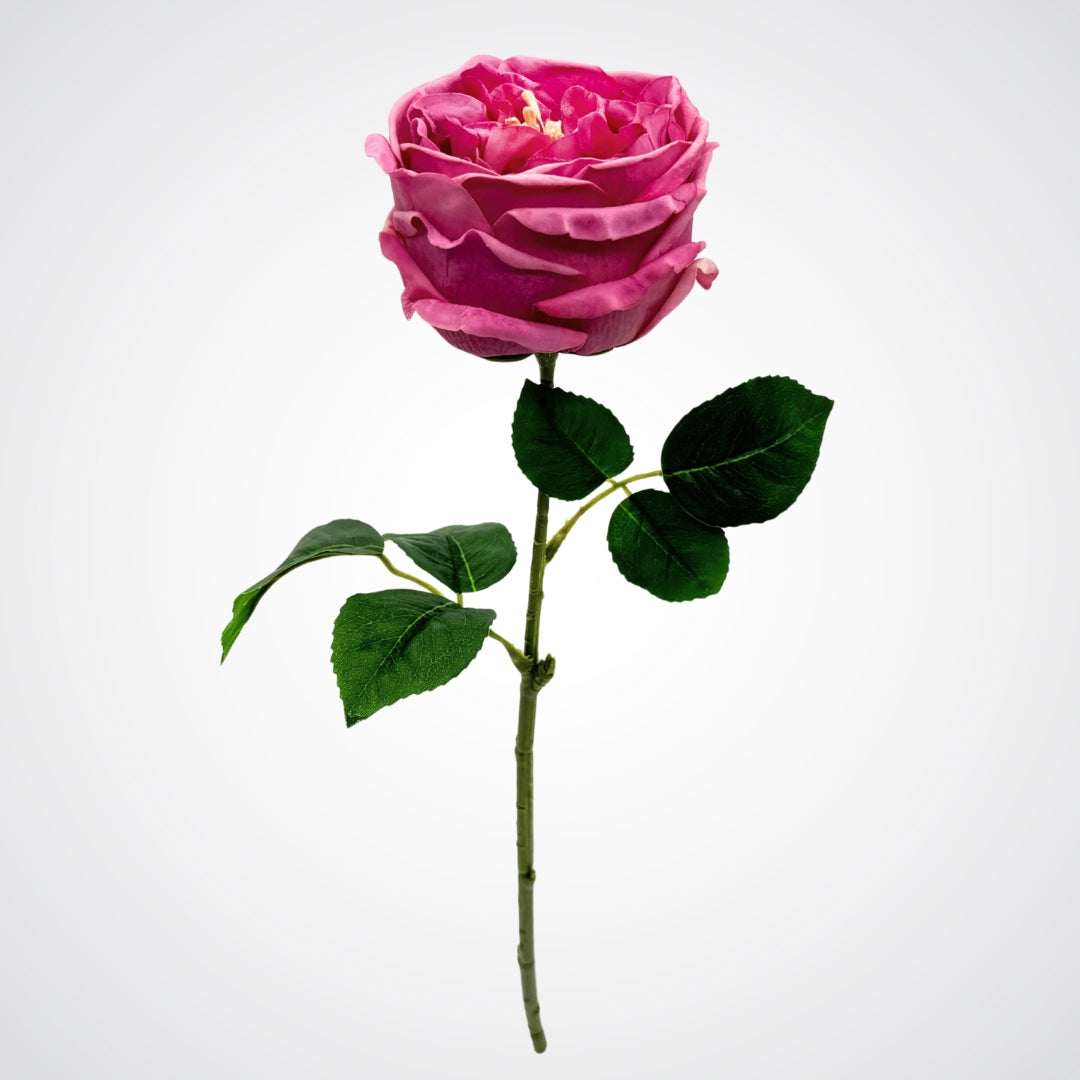 Raspberry Austin Rose