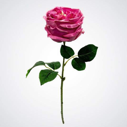 Raspberry Austin Rose