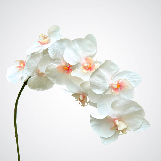 Blush Orchid