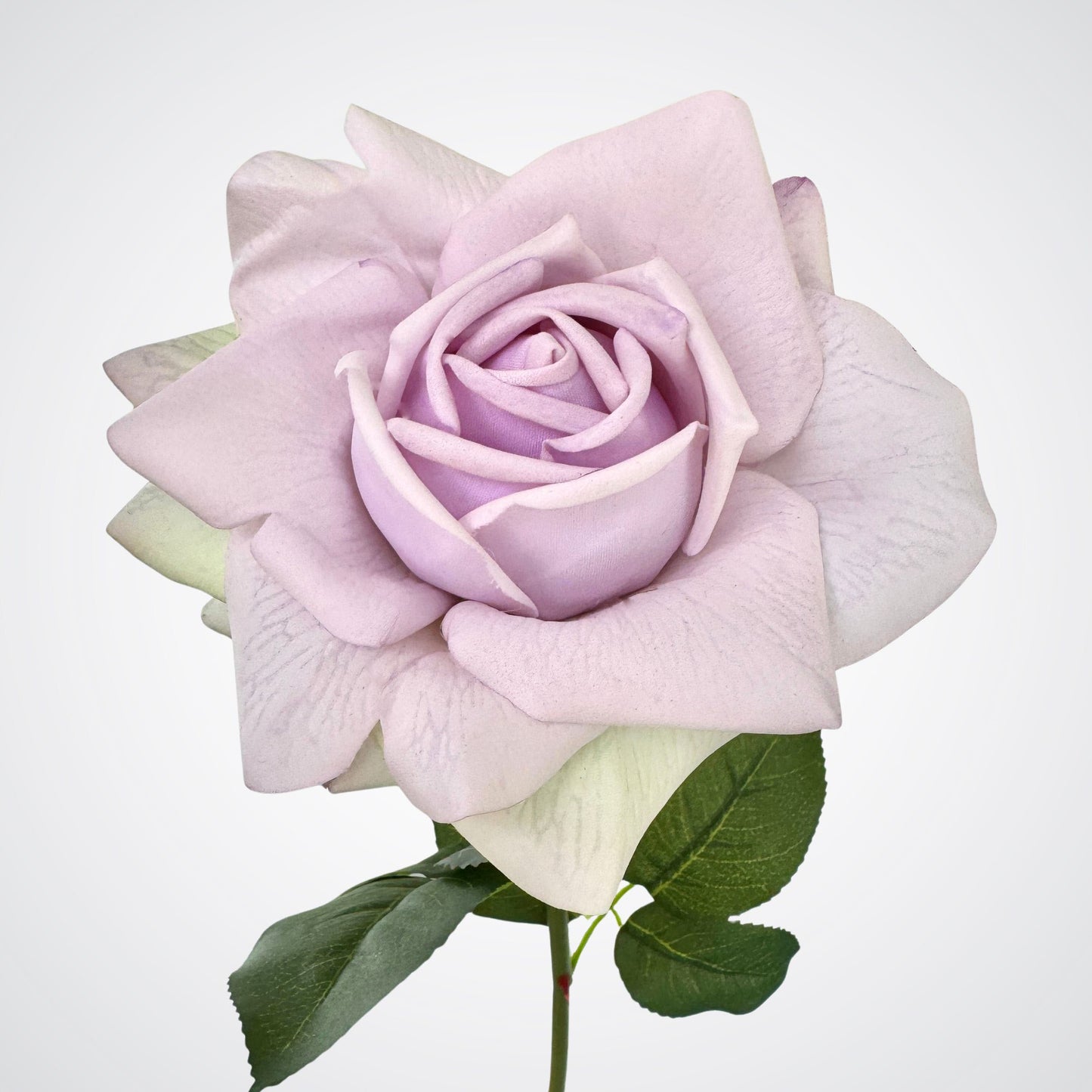 Lilac Tea Rose