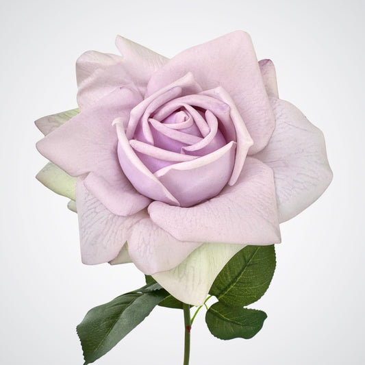Lilac Tea Rose