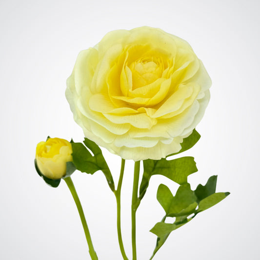 Lemon Ranunculus