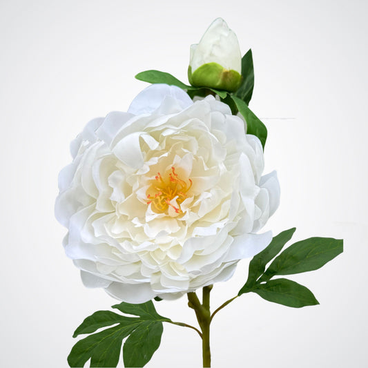 White Peony with Bud