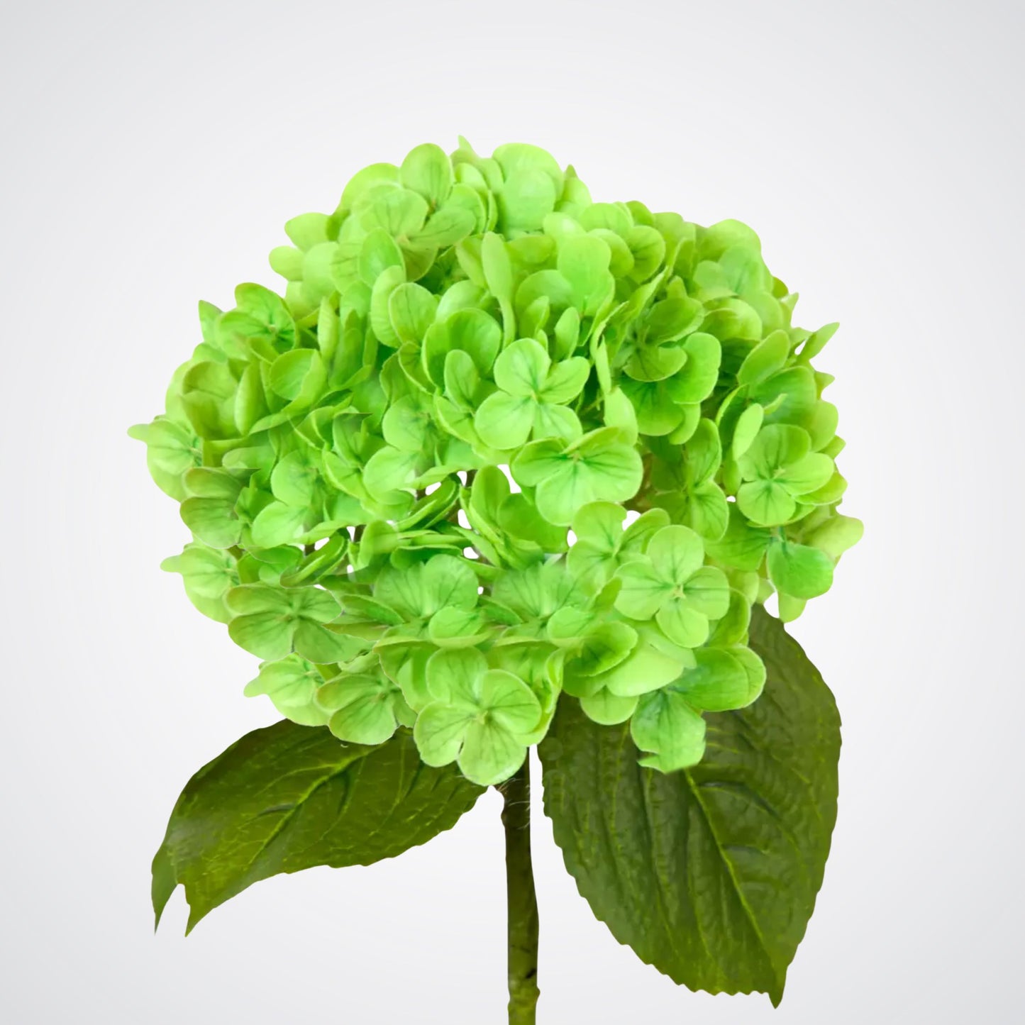Green Hydrangea