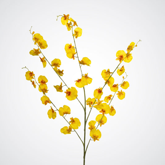 Yellow Dancing Orchid