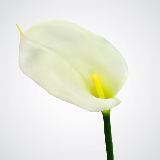 White Calla Lily