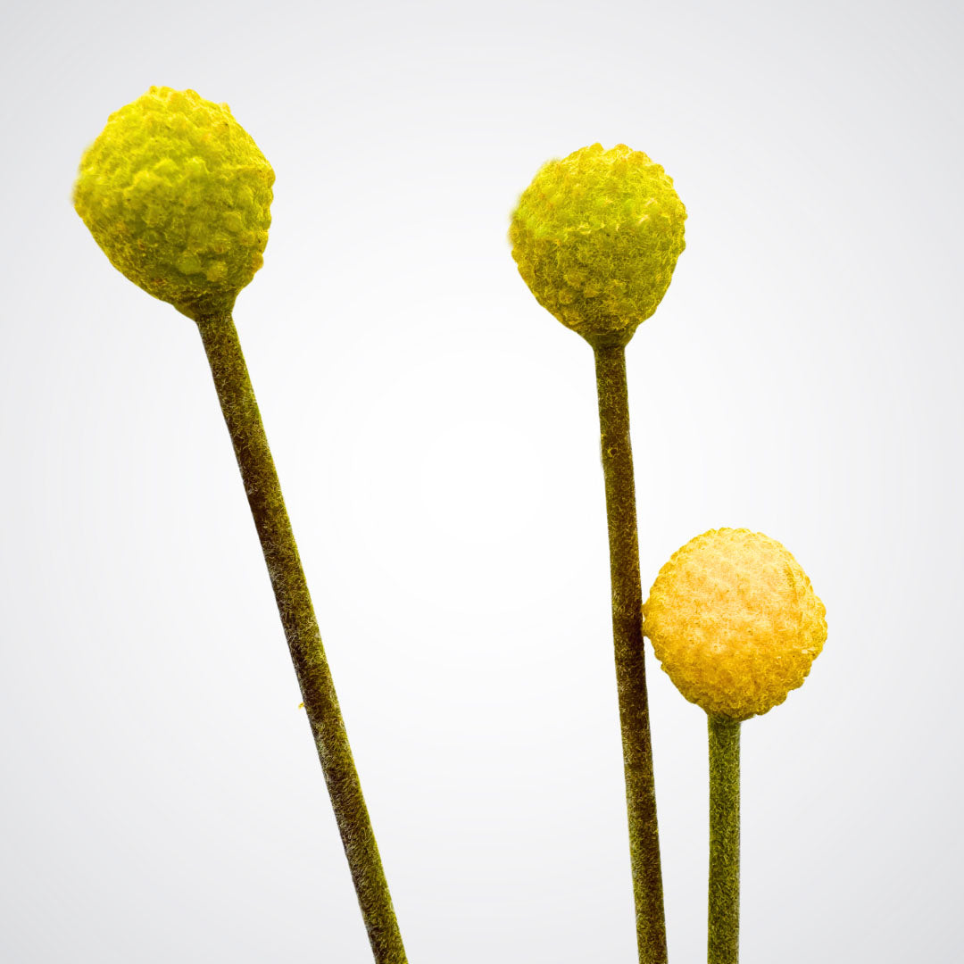 Three yellow spherical artificial flowers on sticks against a white background from My Faux Florist Canada