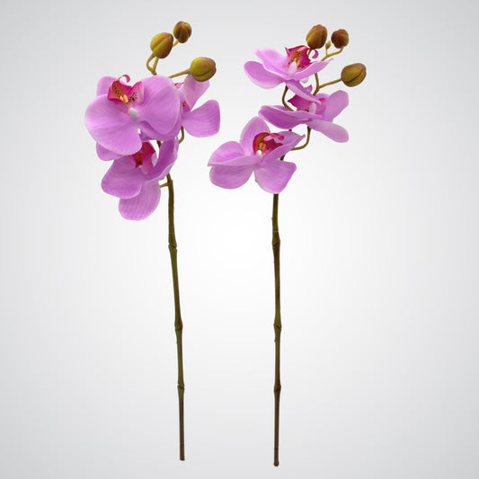 Bright Pink Orchids