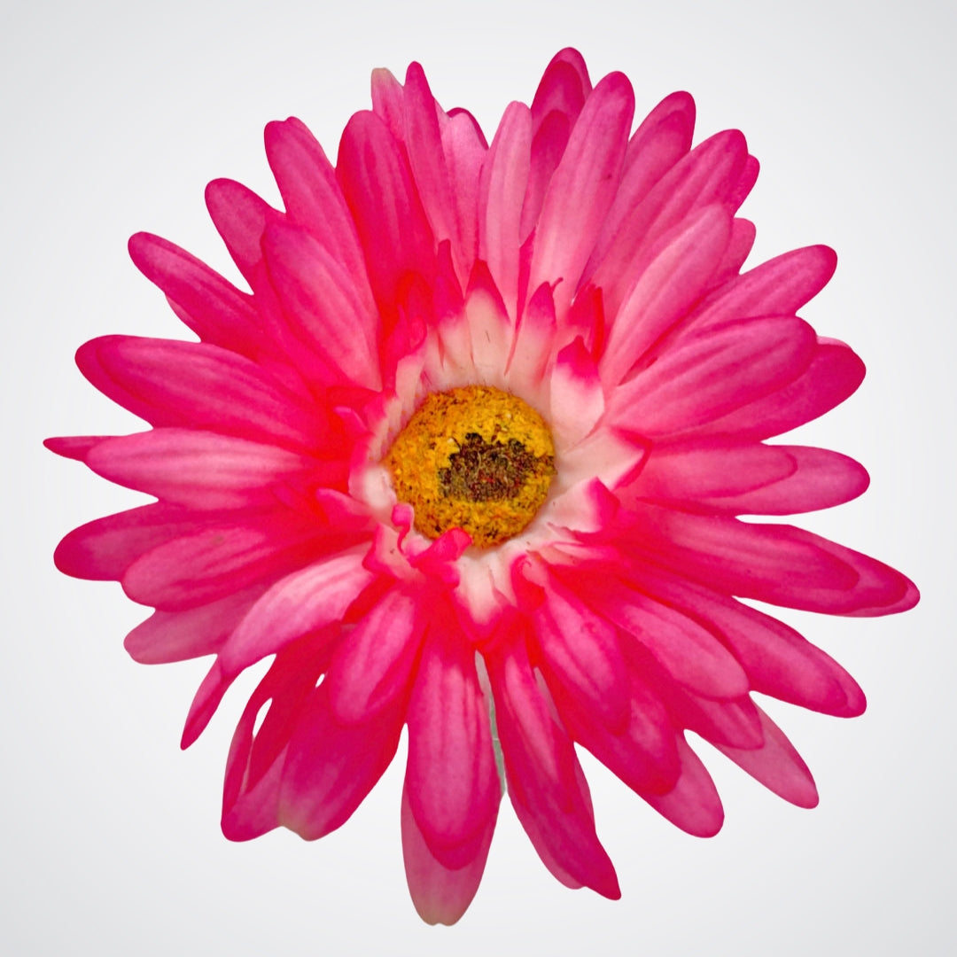 Fuchsia Artificial Gerbera Daisies