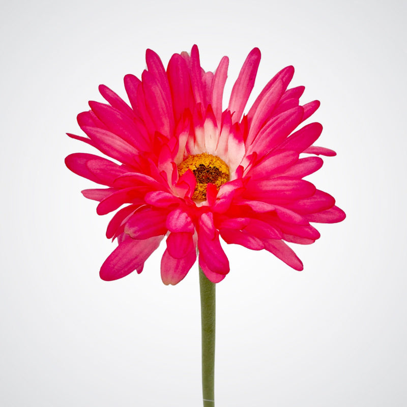 close up of bright pink artificial gerbera daisy from My Faux Florist Canada