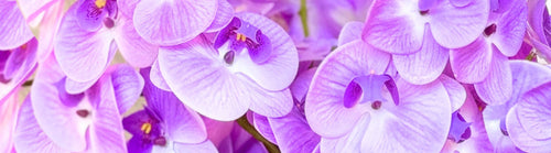 Close-up of purple fake orchids with a soft focus effect and Real Touch flowers by My Faux Florist artificial flowers Canada.