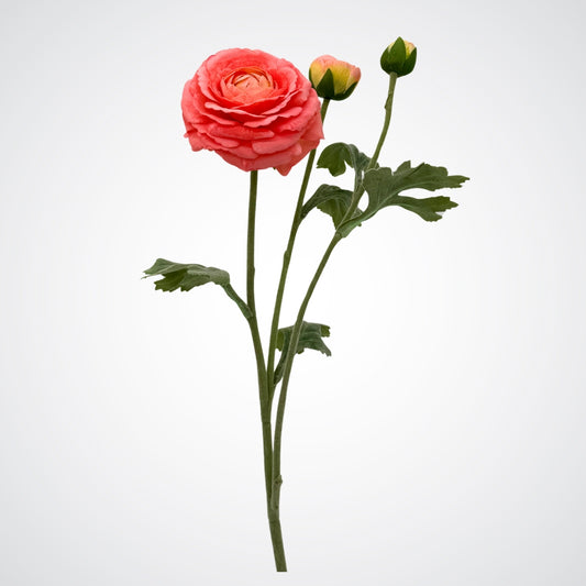 Coral Ranunculus