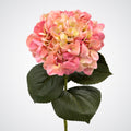 Antique Pink Hydrangea
