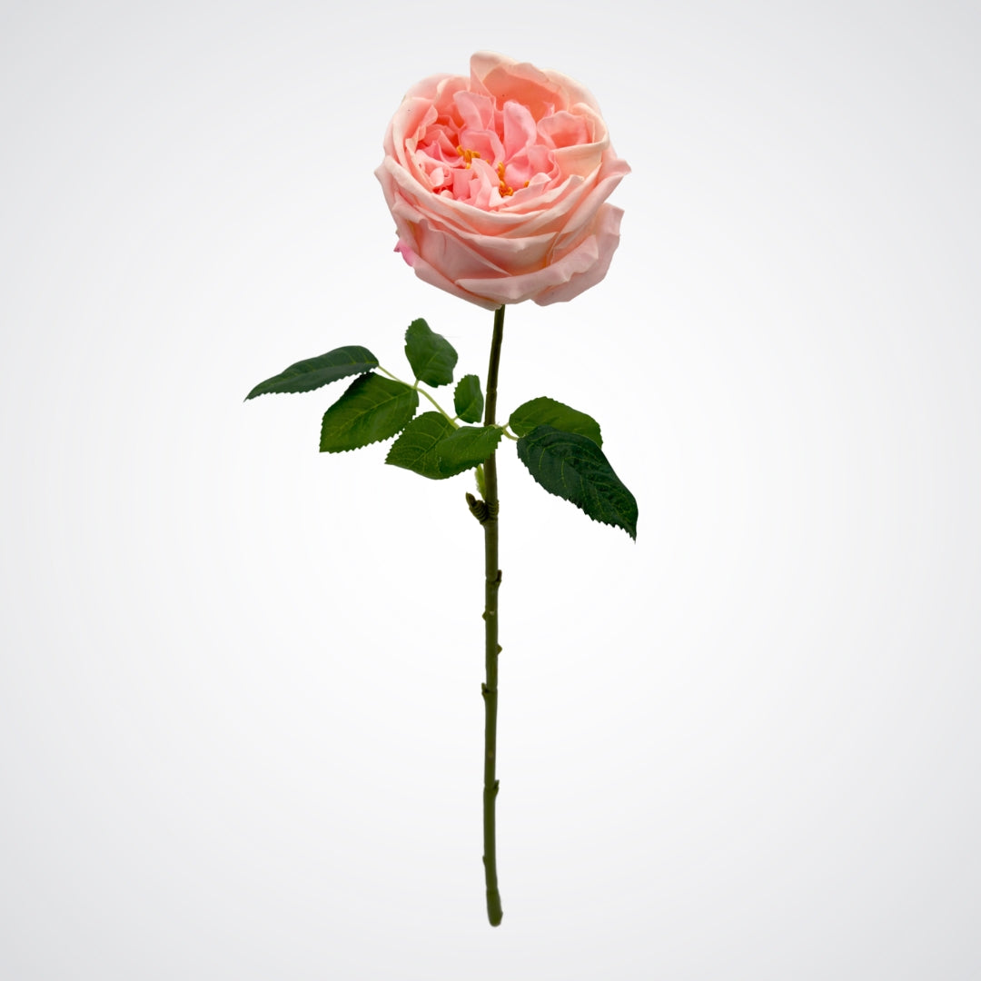 Pink Austin Rose
