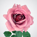 Mauve Tea Rose
