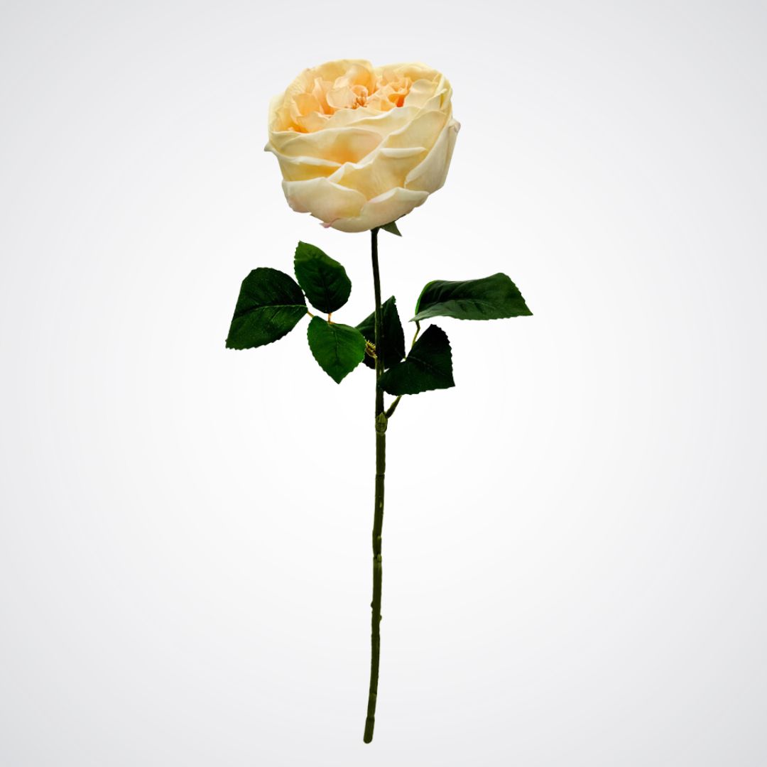 Champagne Austin Rose