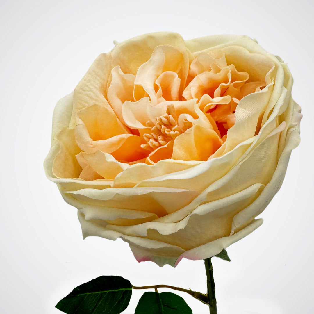 Close up of an Austin style artificial rose in a champagne colour with realistic Real Touch petals, from My Faux Florist artificial flowers Canada.