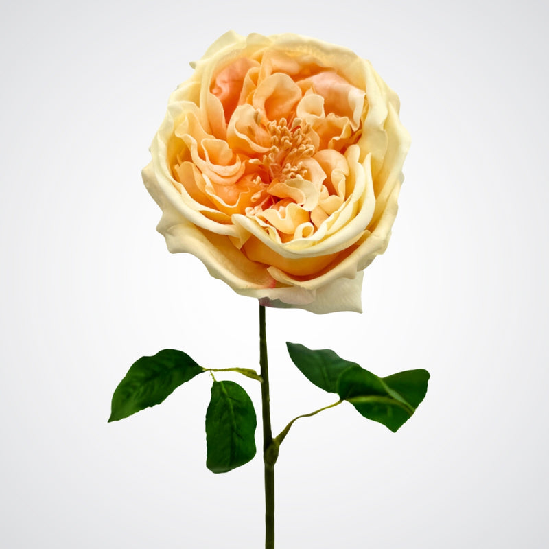 Austin style artificial rose in a champagne colour with realistic Real Touch petals, on a white background, from My Faux Florist artificial flowers Canada.