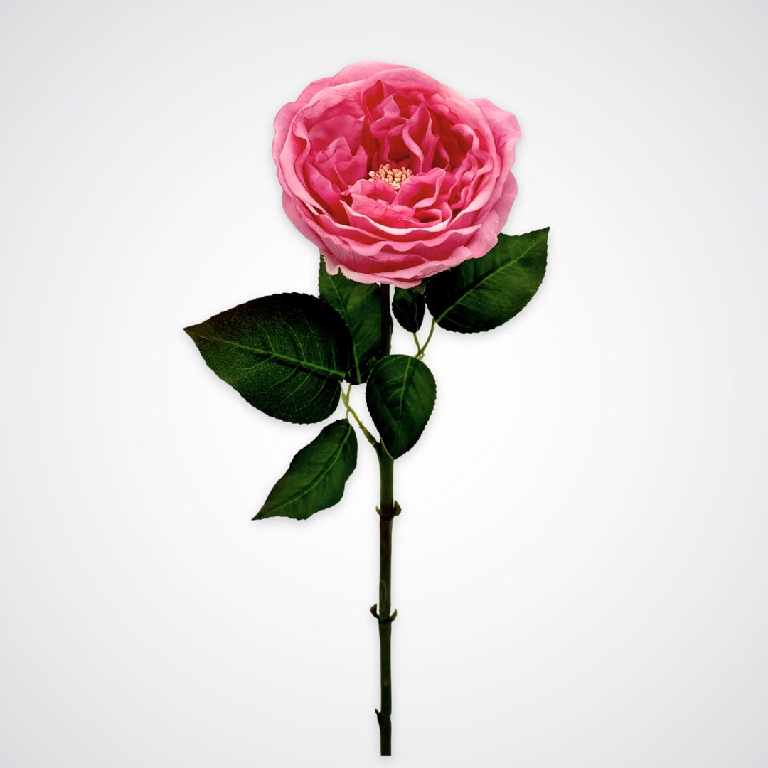Rosé Austin Rose