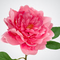 Pink Peony