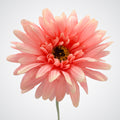 Coral Gerbera Daisy