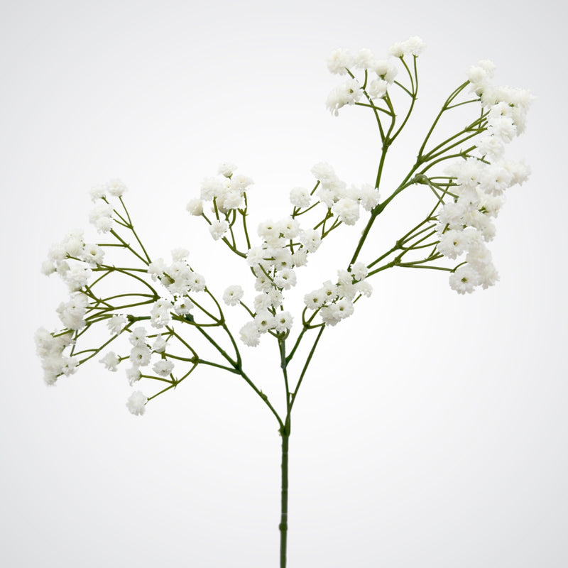 Close up of the blooming branches of a white artificial Baby's Breath flower made by Real Touch, from My Faux Florist Canada