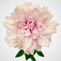 Lilac Dahlia