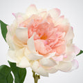 Blush Peony